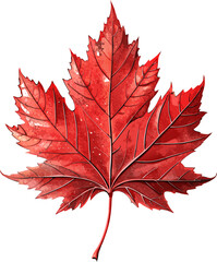 Vibrant Red Canadian Autumn Maple Leaf Vector Illustration