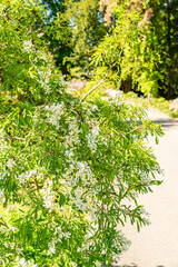 Exochorda Korolkowi plant in Zurich in Switzerland 1.5.25