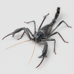 A detailed close-up of a dark-colored tailless whip scorpion on a white background.