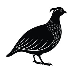 Obraz premium Quail Vector Silhouette Design