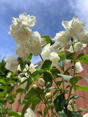White and scented Jasmine in bloom 