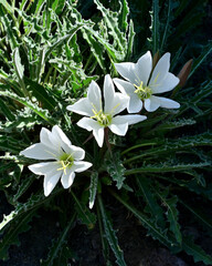 Tufted Evening Primrose (Oenothera caespitosa) blooms in the high desert of Nevada.
