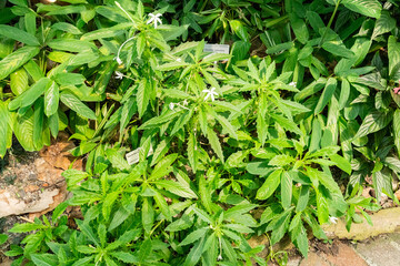 Star of Bethlehem or Hippobroma Longiflora plant in Zurich in Switzerland 1.5.25