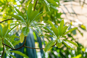 Mathurina Penduliflora plant in Zurich in Switzerland 1.5.25