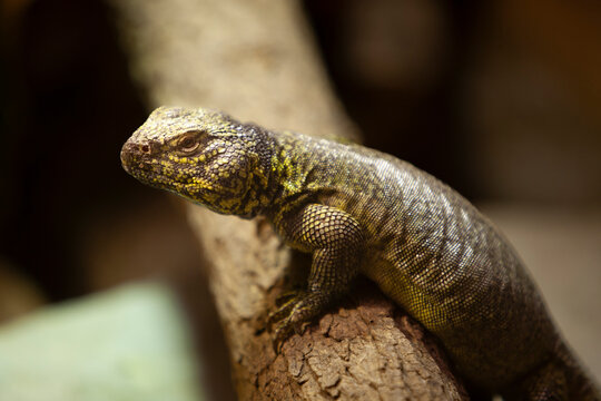 North African mastigure, Bell's Dabb lizard  (Uromastyx acanthinura)
