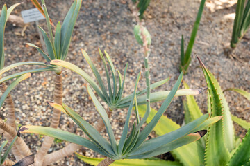Fan aloe or Aloe Plicatilis plant in Zurich in Switzerland 1.5.25