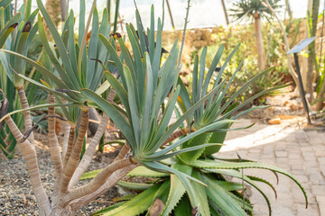 Fototapeta premium Fan aloe or Aloe Plicatilis plant in Zurich in Switzerland 1.5.25