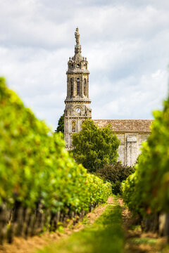 Bordeaux vineyard called Cotes de Bourg, on the edge of the Gironde estuary, close-up of the vineyards and the church of Bayon sur Gironde in the background