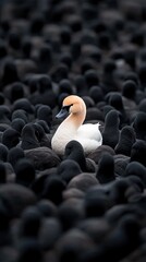 Obraz premium A solitary white swan is surrounded by black swans with orange beaks in a moody, atmospheric setting that evokes intrigue