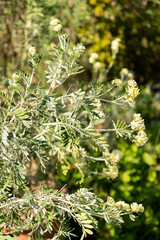 Jupiters beard or Anthyllis Barba Jovis plant in Zurich in Switzerland 1.5.25