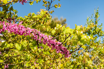 Judas tree or Cercis Siliquastrum plant in Zurich in Switzerland 1.5.25