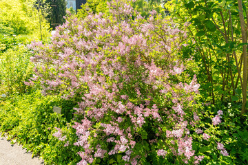 Obraz premium Syringa Pubescens plant in Zurich in Switzerland 1.5.25