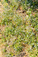 Wood forget me not or Myosotis Sylvatica plant in Zurich in Switzerland 1.5.25