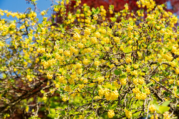 Berberis Vulgaris plant in Zurich in Switzerland 1.5.25