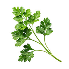 parsley isolated on white background