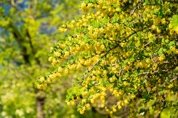 Berberis Vulgaris plant in Zurich in Switzerland 1.5.25