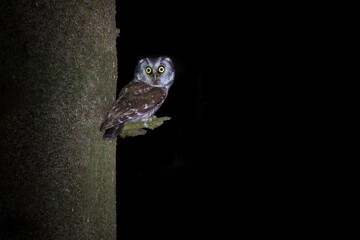 Boreal owl perched in spruce forest under soft light