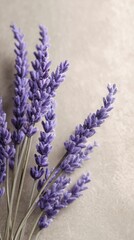 Fototapeta premium Beautiful Lavender Bouquet With Delicate Purple Flowers Against a Soft Background.