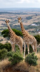 Obraz premium Giraffes interacting in the serene savannah of Serengeti with one displaying a joyful expression and the other observing the surroundings