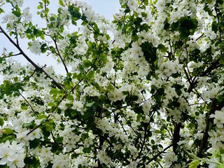 white flowers on a tree