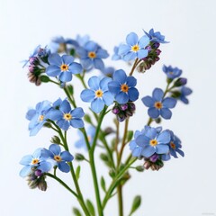 Fototapeta premium Forget me not flowers close up view on white background