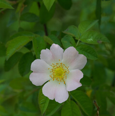 Beautiful close-up of rosa pseudoscabriuscula