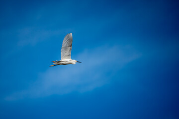 Obraz premium White Egret in flight
