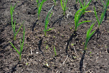 Garlic sprouts emerging from the soil in a vegetable garden