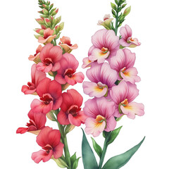 Antirrhinum flowers on a transparent background.