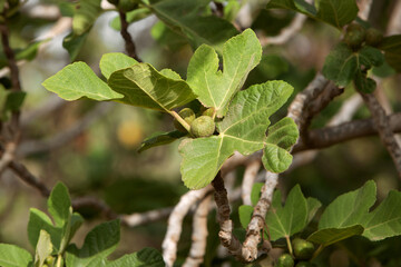 sunny photo of a fig tree branch with ripening fig fruits on a green background. The theme of agriculture