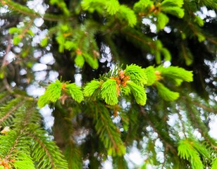 Green fresh shoots of spruce (paws) on thick branches. The paw is a branch of a bright green spruce. close-up