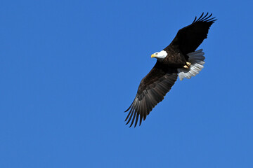 Bald eagle in flight