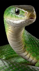 Coiled green snake resting elegantly on a cactus in a sunlit desert landscape surrounded by rocky terrain