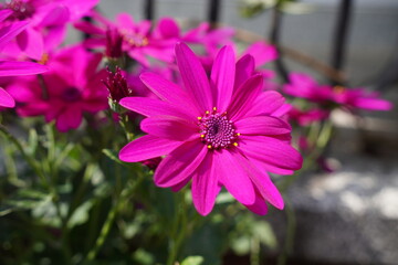 pink magenta colour flowers in park gardens. summer blooming vibrant flowers