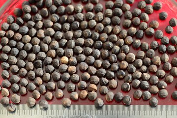 Photos of Aphananthe aspera showing new leaves, mature foliage, flowers, fruits, seeds, and bark. Taken in Korea.