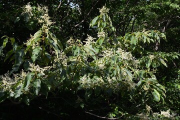 Photos of Aphananthe aspera showing new leaves, mature foliage, flowers, fruits, seeds, and bark. Taken in Korea.