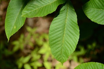 Photos of Aphananthe aspera showing new leaves, mature foliage, flowers, fruits, seeds, and bark. Taken in Korea.