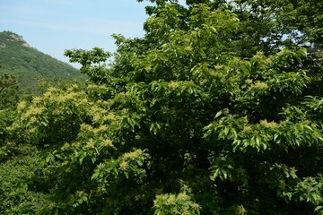 Photos of Aphananthe aspera showing new leaves, mature foliage, flowers, fruits, seeds, and bark. Taken in Korea. © HYOJIN