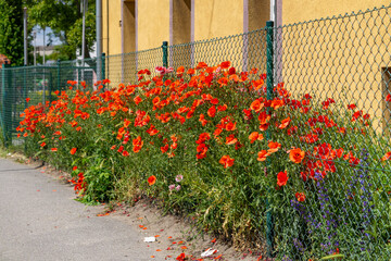 Dense red poppies growing along a chain-link fence by a yellow building, next to a city sidewalk. A summer contrast of nature and urban architecture.