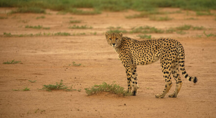 Close-up of a cheetah in the Namibian Kalahari. Majestic predator in its natural habitat. Seen during a game drive in a game reserve. Namibia, Africa.