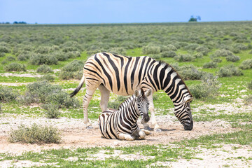 Mother and foal. Grevy's zebras gaze curiously into the camera. Photographed during a game drive in Etosha National Park, Namibia, Africa.
