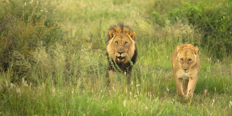 Close-up image of a beautiful mighty lion. Lion has thick mane, showing off the fine details of its...