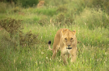 Close-up of a lioness amidst lush greenery, highlighting her majestic features and intense gaze....