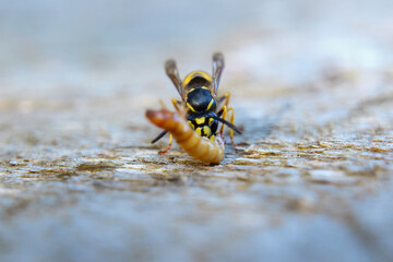 Common wasp scouting near flowers in summer garden