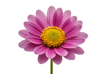 Vibrant Pink Daisy: A Close-Up Bloom