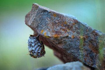 European paper wasp resting on plant in natural habitat