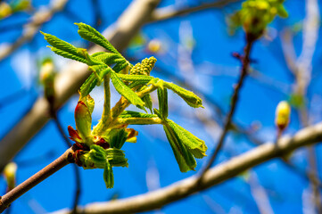 chestnut Symbol of new beginnings and growth. The promise of beautiful flowers to come. Personification represents the potential for transformation and renewal.