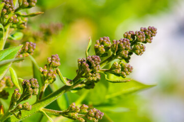 Expect stunning blooms soon. Get ready for a breathtaking display of lilac flowers. Take a close-up look at the beauty of nature in your backyard.