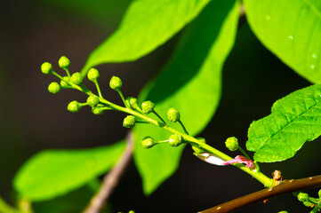 Experience the beauty of nature's renewal in early spring with the delicate blossoming of bird cherry trees. Witness the promise of growth and new beginnings as flower buds open