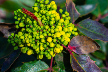 Berberis aquifolium, Native to western North America. Commonly known as Oregon grape or waterleaf barberry. Part of the flowering plants of the Berberidaceae family.